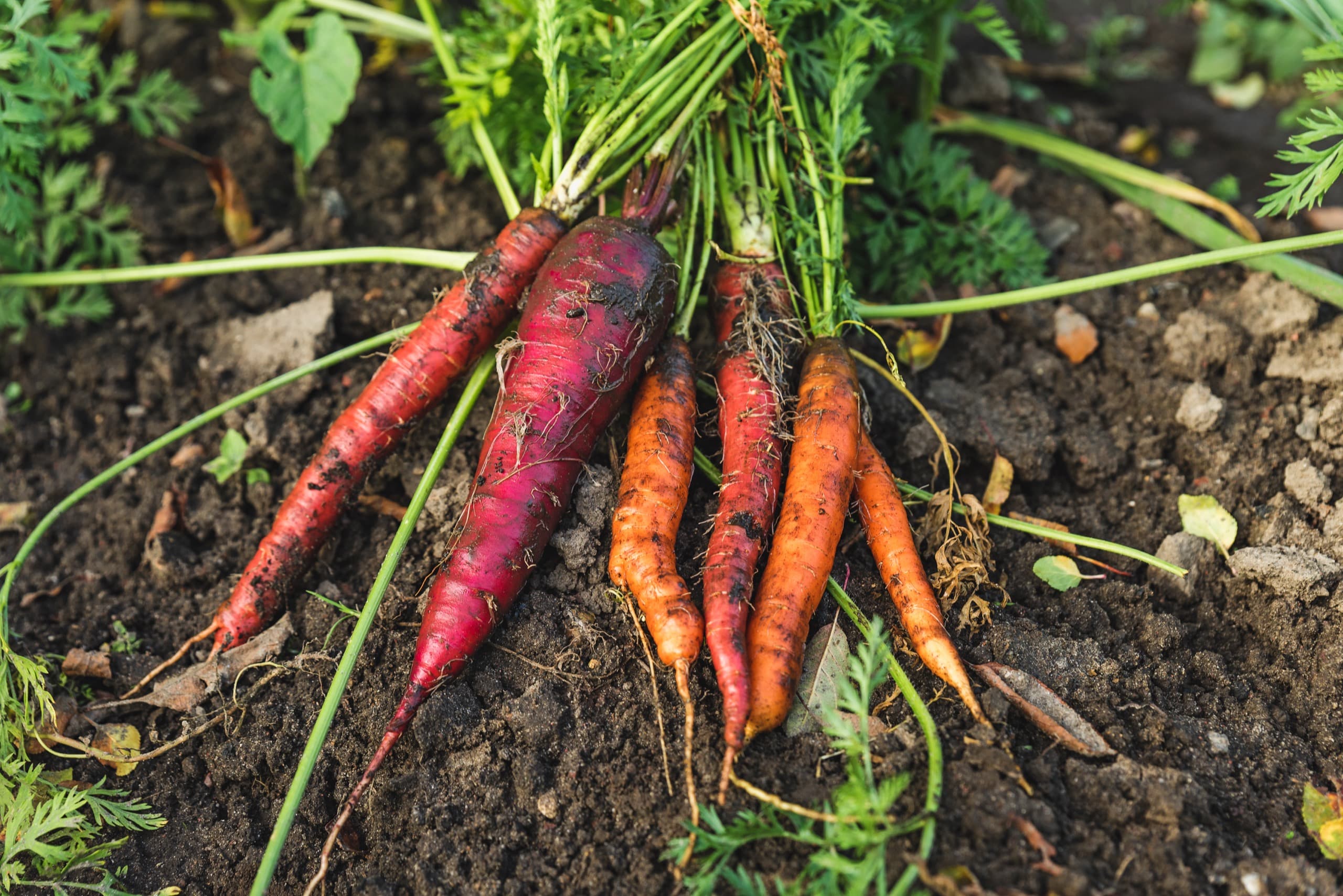 Freshly harvested purple and orange carrots with their greens, lying on dark soil