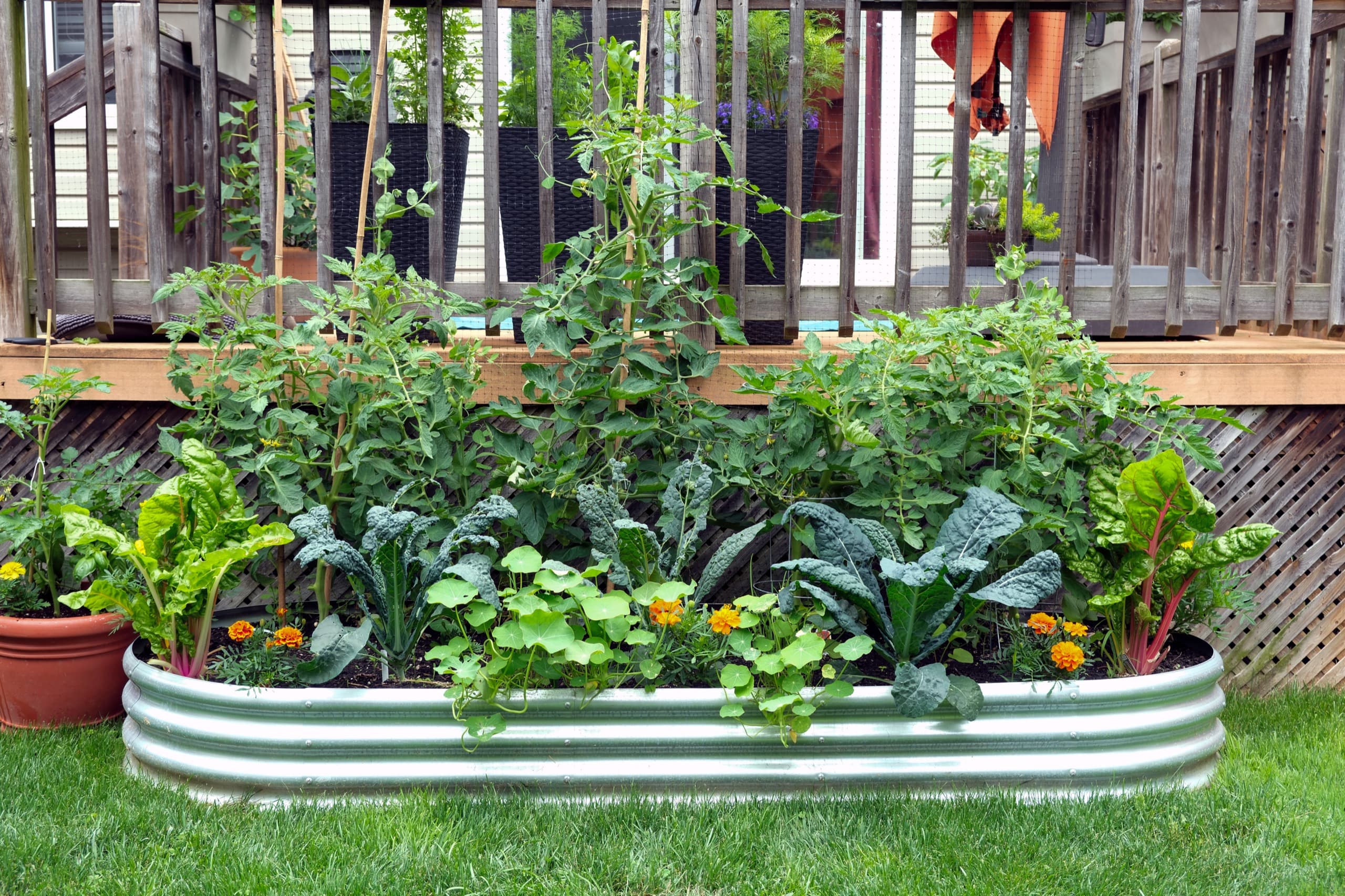 A backyard metal raised garden bed full of vegetables on a lawn